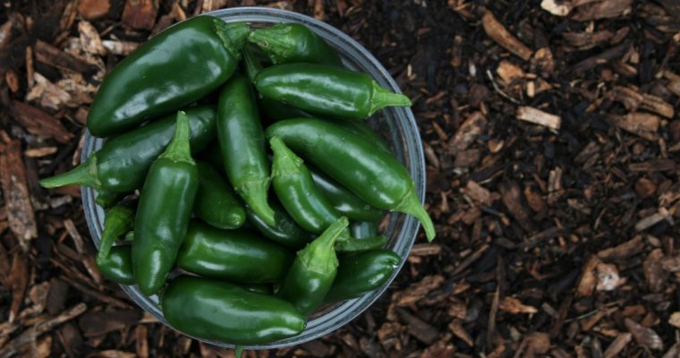 Green Chilies